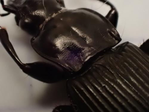 Réf. 347 777 : Pterostichus niger